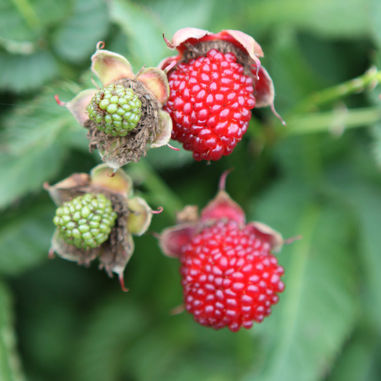 Raspberry 'Strawberry Raspberry' young plants