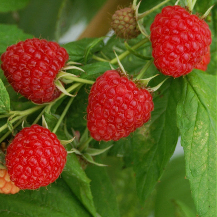 Himbeere Lowberry® 'Ruby Fall®' - Jungpflanzen