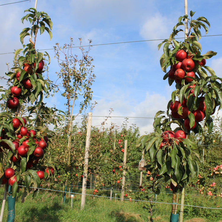 Columnar apple tree Malini® 'Fresco®' young plants