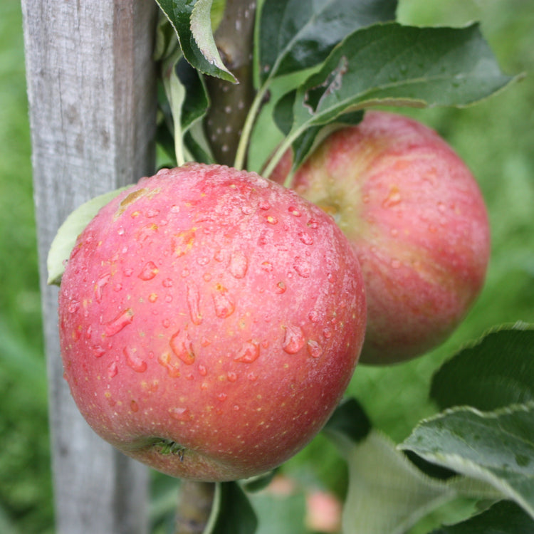 Columnar apple tree Malini® 'Subito®' young plants