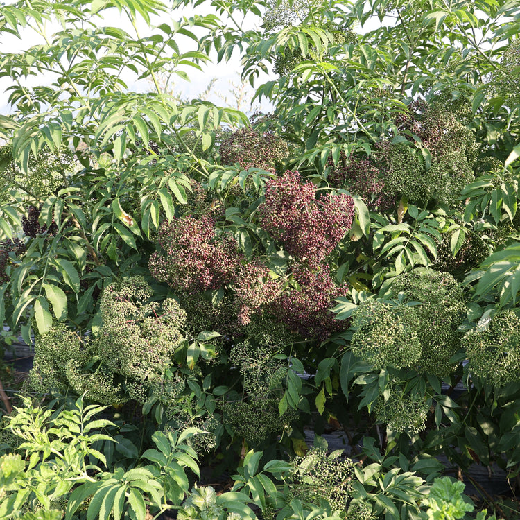 Gartenholunder Howunder® 'Ranch' - Jungpflanzen