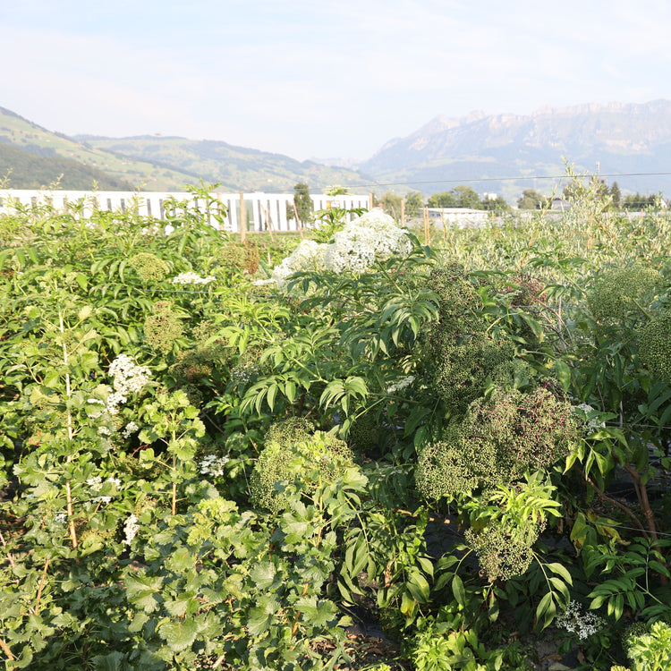 Elderberry Howunder® 'York' young plants