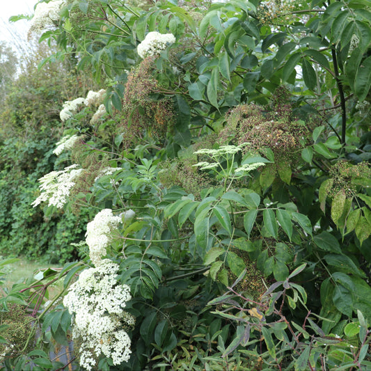Gartenholunder Howunder® 'York'-Jungpflanzen