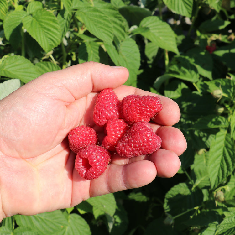 Raspberry Schlaraffia® 'Naschmich®' young plants