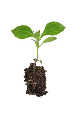 Vegetable Young Plants