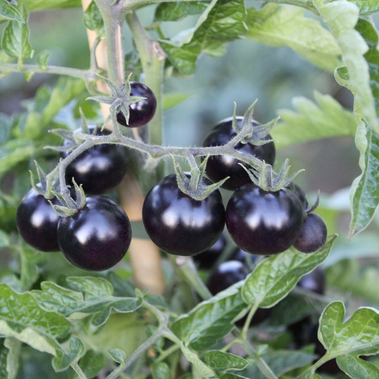 Tomato OpenSky® 'Happyblack®' young plants