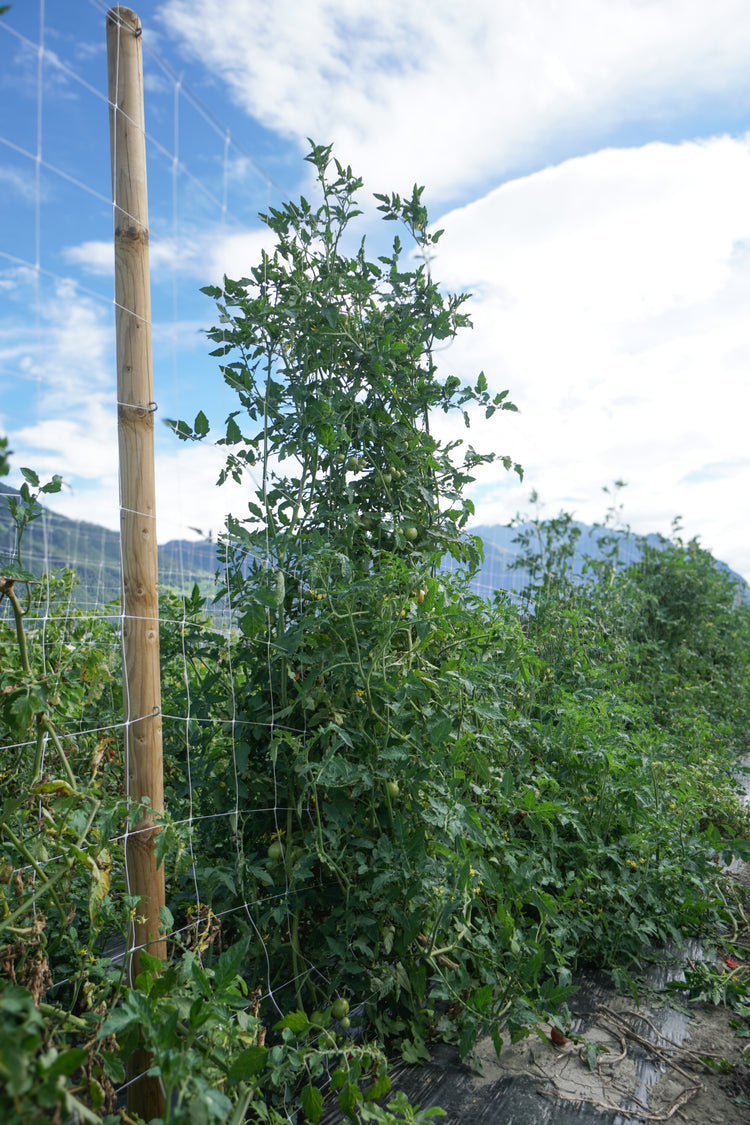 Open-field tomato OpenSky® 'Climbing Tom®' young plants