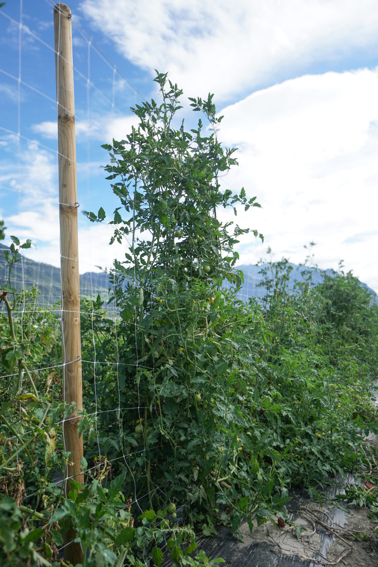 Freilandtomate OpenSky® 'Climbing Tom®'-Jungpflanzen