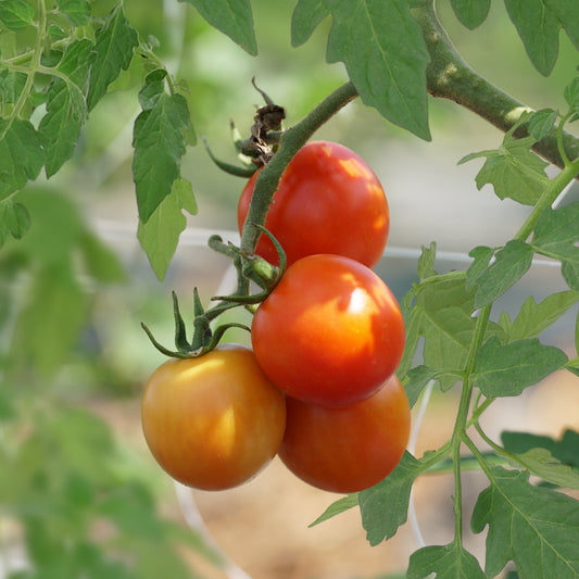 Open-field tomato OpenSky® 'Climbing Tom®' young plants