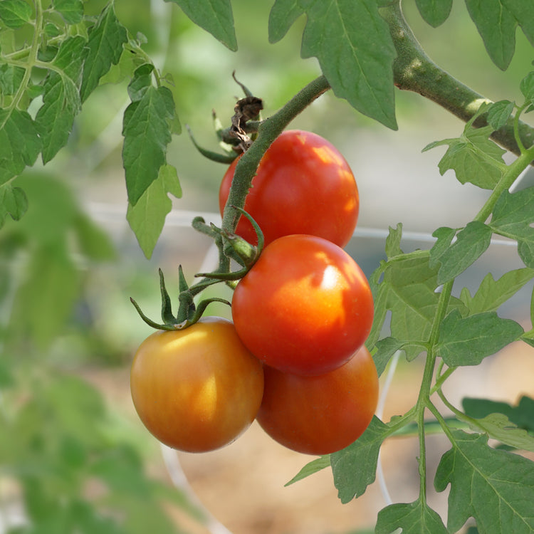 Open-field tomato OpenSky® 'Climbing Tom®' young plants