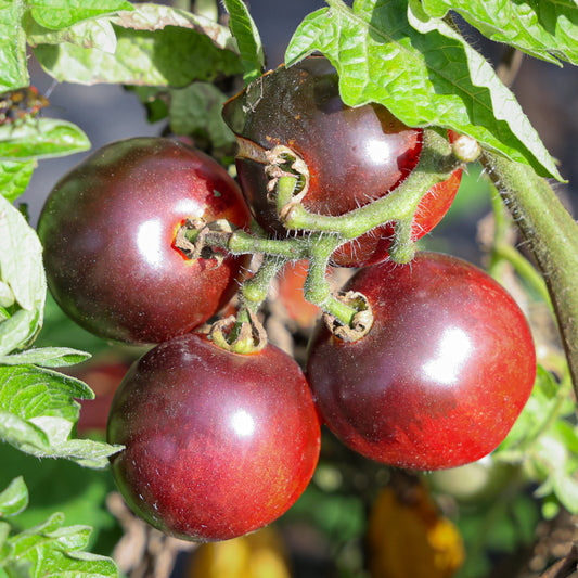 Freilandtomate OpenSky® 'Schlingel Filou®' Saatgut