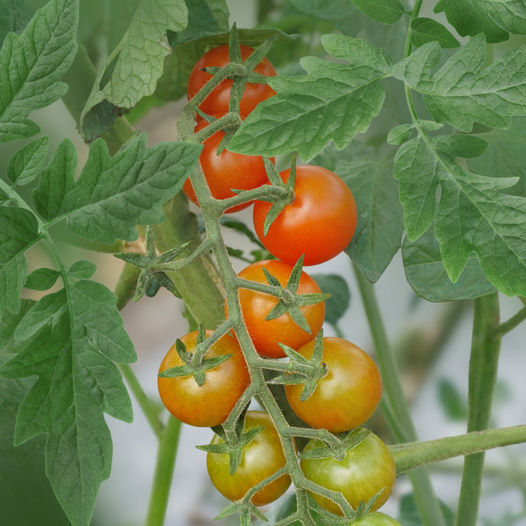 Freilandtomate OpenSky® 'Schlingel Max®'-Jungpflanzen