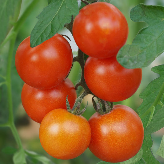 Open-field tomato OpenSky® 'Schlingel Moritz®' young plants