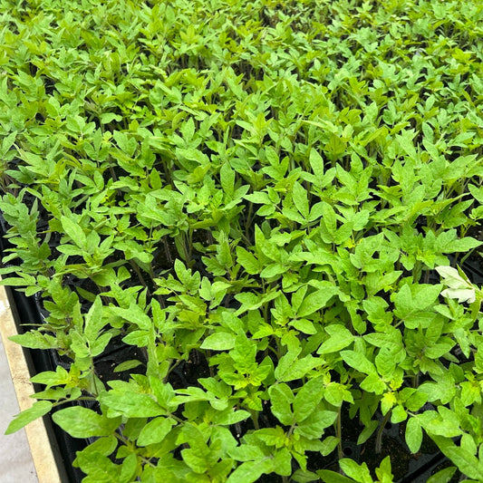 Open-field tomato OpenSky® 'Schlingel Moritz®' young plants