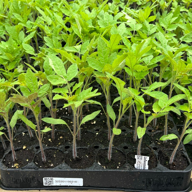 Tomato OpenSky® 'Tombonne®' young plants