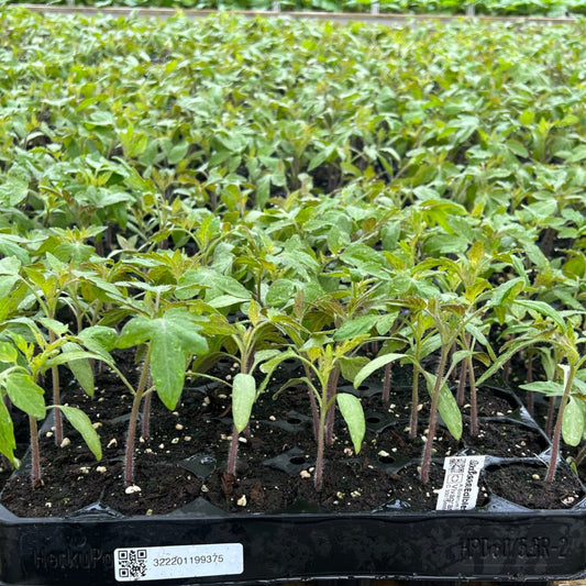 Open-field tomato OpenSky® 'Vivagrande®' young plants