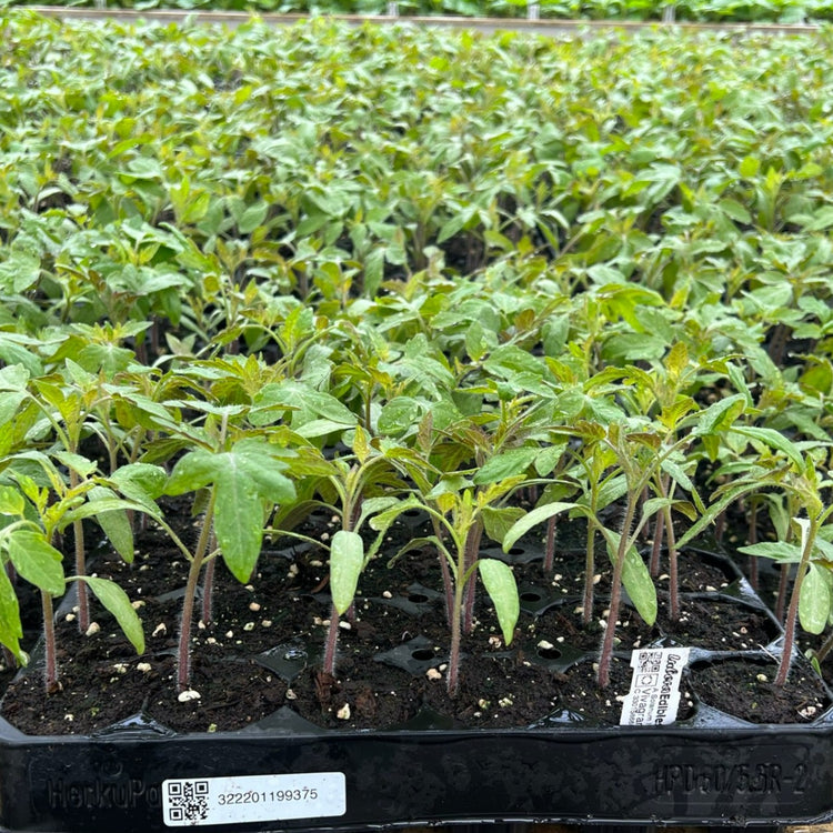 Tomato OpenSky® 'Vivagrande®' young plants