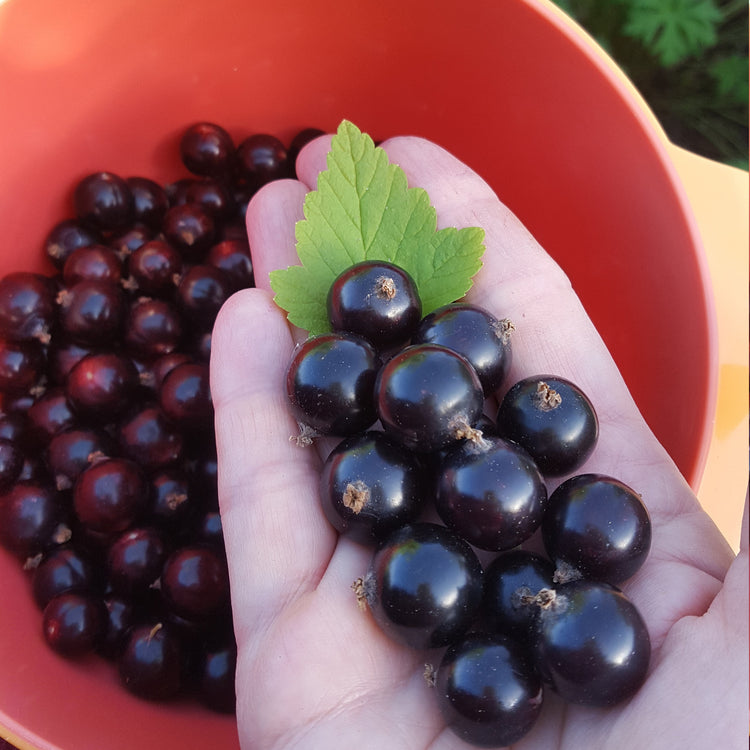 Blackcurrant Cassissima® 'Black Marble'® young plants