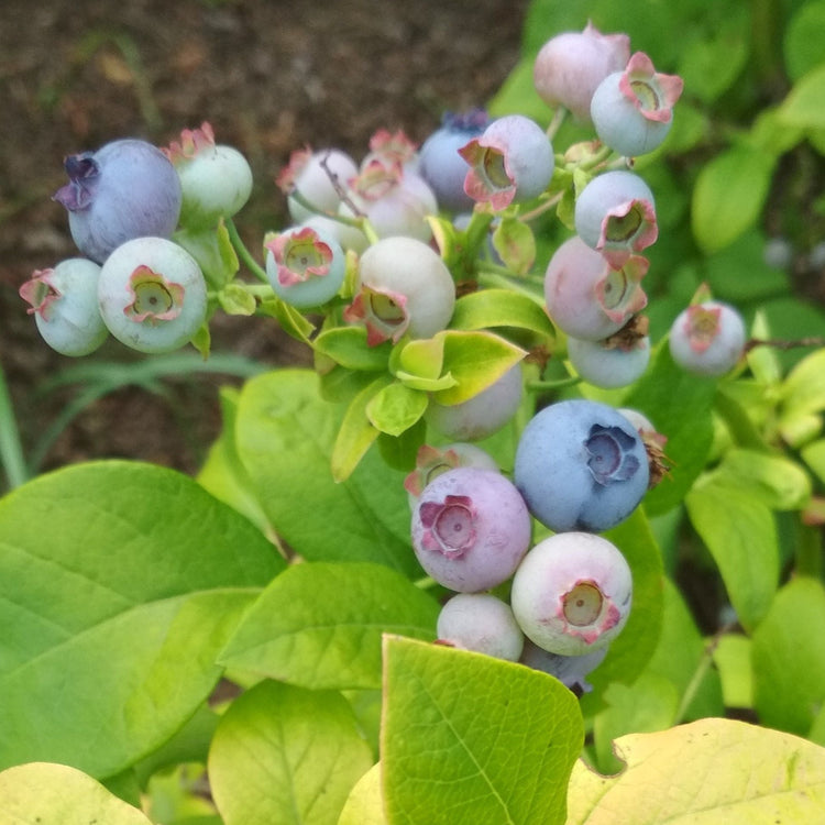 Heidelbeere 'Yello!Belloblue®' (Andval1601-PRB-)-Jungpflanzen