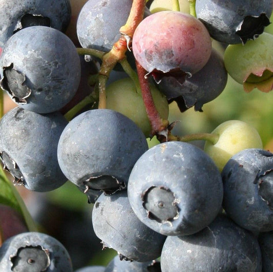 Blueberry 'Flamingo' young plants