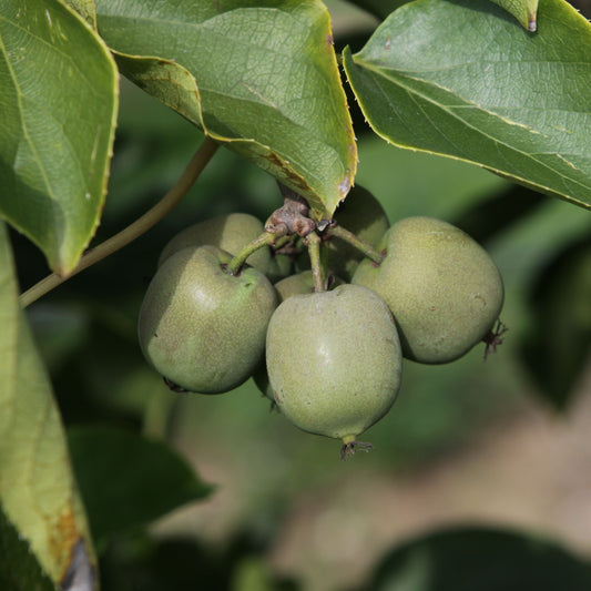 Kiwiberry® Fresh Jumbo