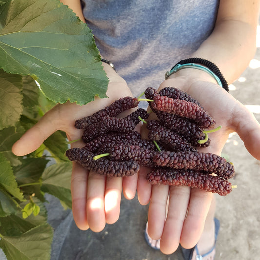 Mulberry Bombyx® 'Black Bombastic' young plants