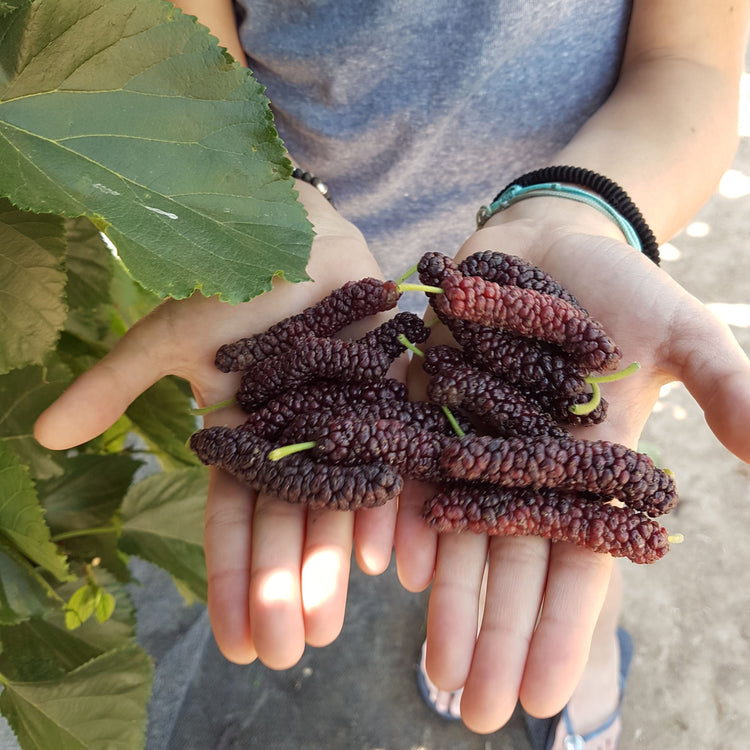 Mulberry Bombyx® 'Black Bombastic' young plants