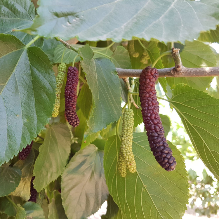 Mulberry Bombyx® 'Black Bombastic' young plants