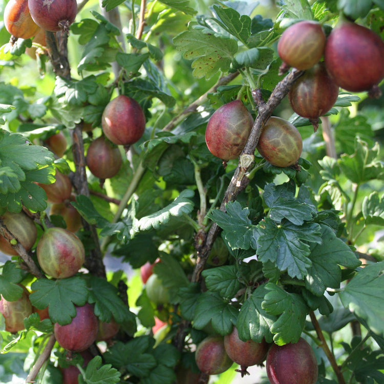 Stachelbeere Easycrisp® Captivator red-Jungpflanzen