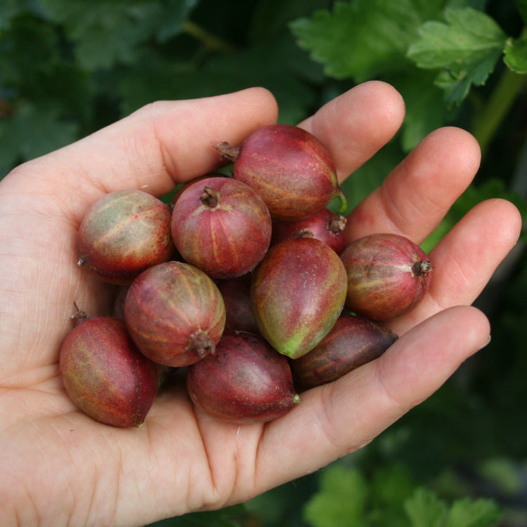 Stachelbeere Easycrisp® Captivator red-Jungpflanzen