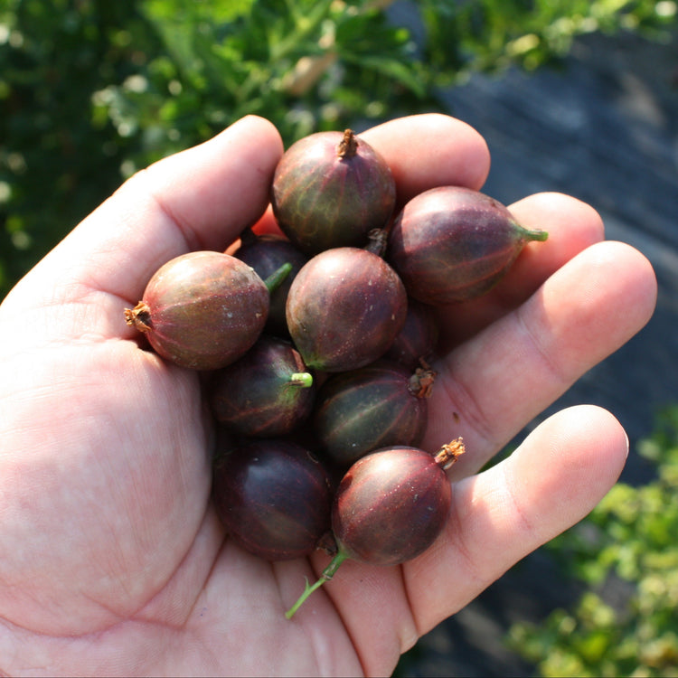 Gooseberry Easycrisp® Lady Late® young plants