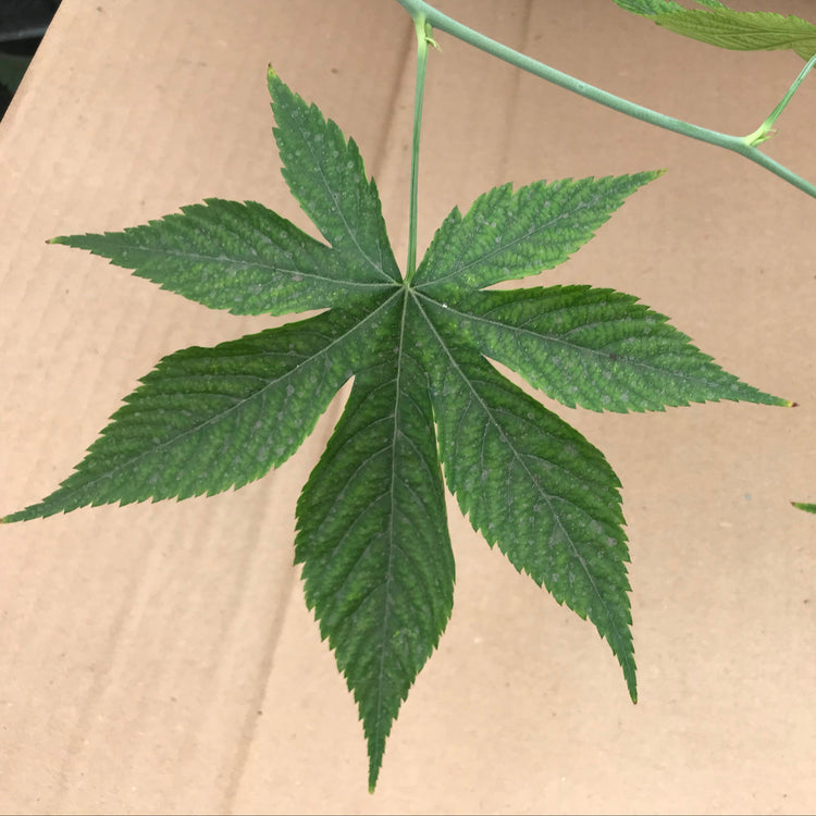 Raspberry 'Sweetleaf®' young plants