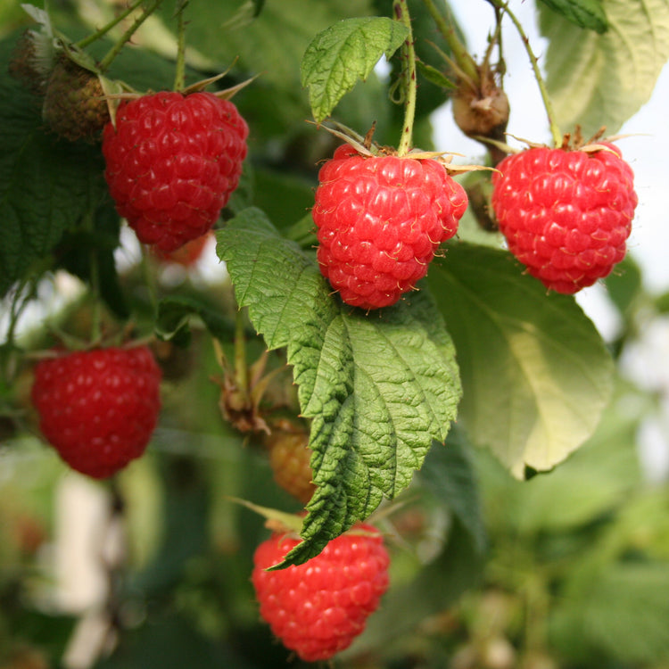 Raspberry Twotimer® 'Sugana(PBR)' young plants