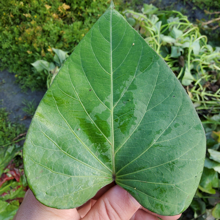 Sweet Potato Sugaroot® 'Chestnut' Young Plants