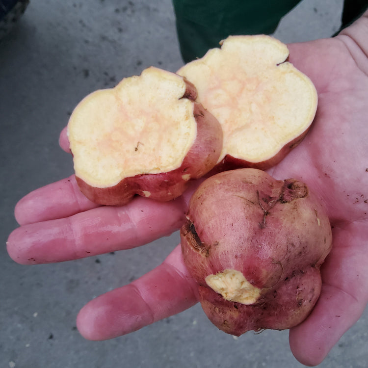 Sweet Potato Sugaroot® 'Chestnut' Young Plants