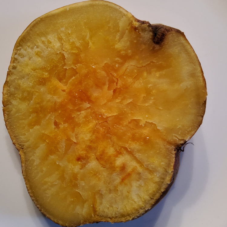 Sweet Potato Sugaroot® 'Chestnut' Young Plants