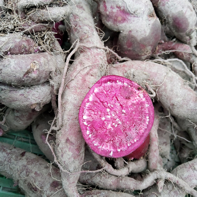 Sweet Potato Sugaroot® 'Purple' seedlings