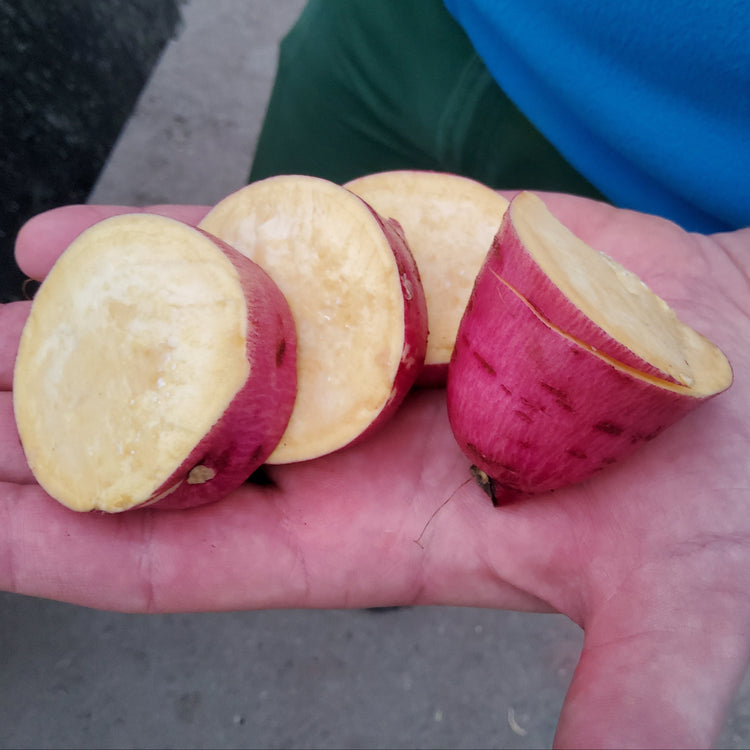 Sweet Potato Sugaroot® 'Yellow' Young Plant