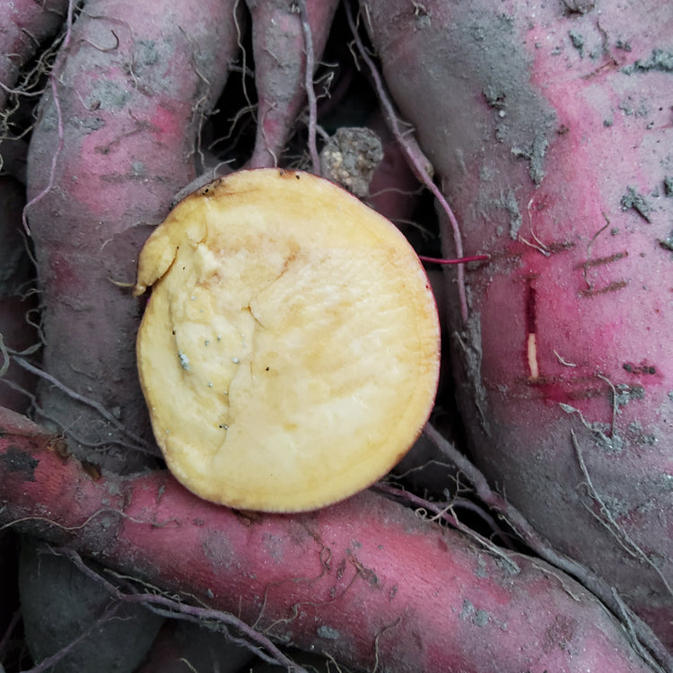 Sweet Potato Sugaroot® 'Yellow' Young Plant