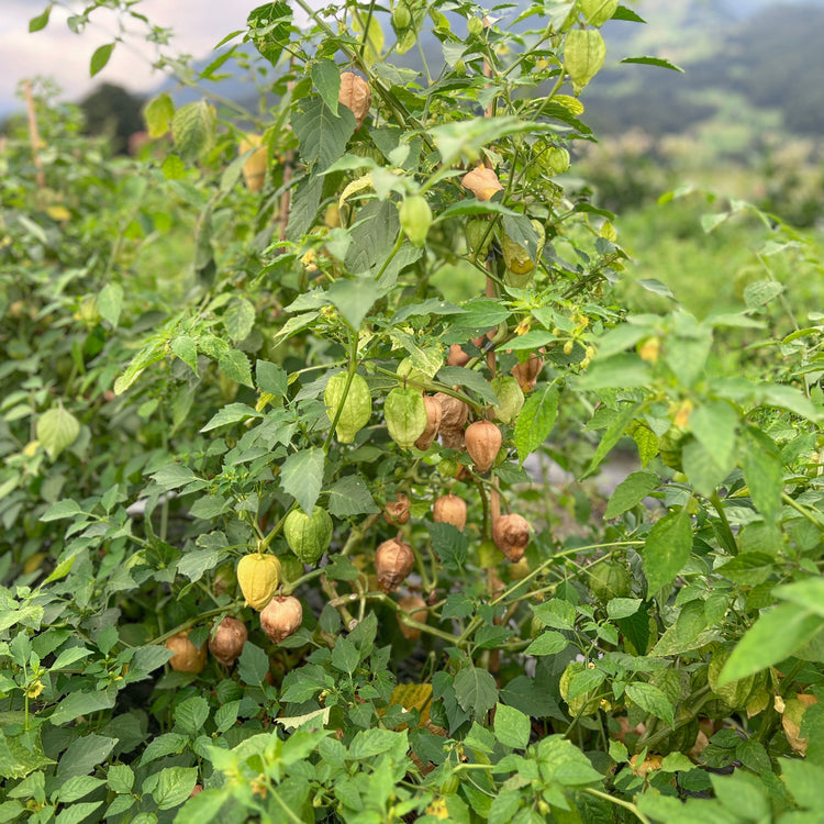 Physalis (Tomatillo) 'Gigantalis'-Jungpflanzen