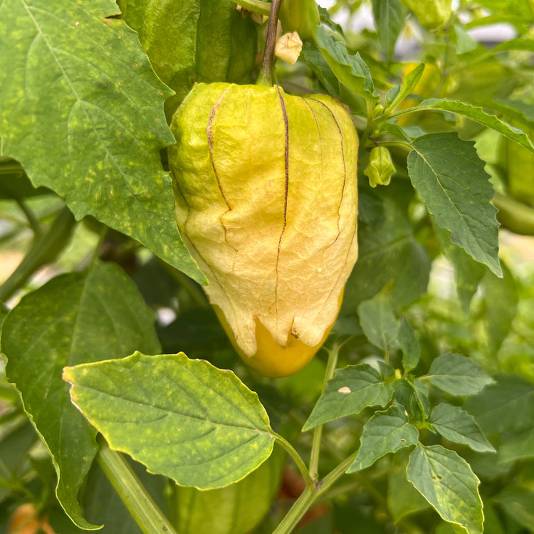 Physalis (Tomatillo) 'Gigantalis'-Jungpflanzen