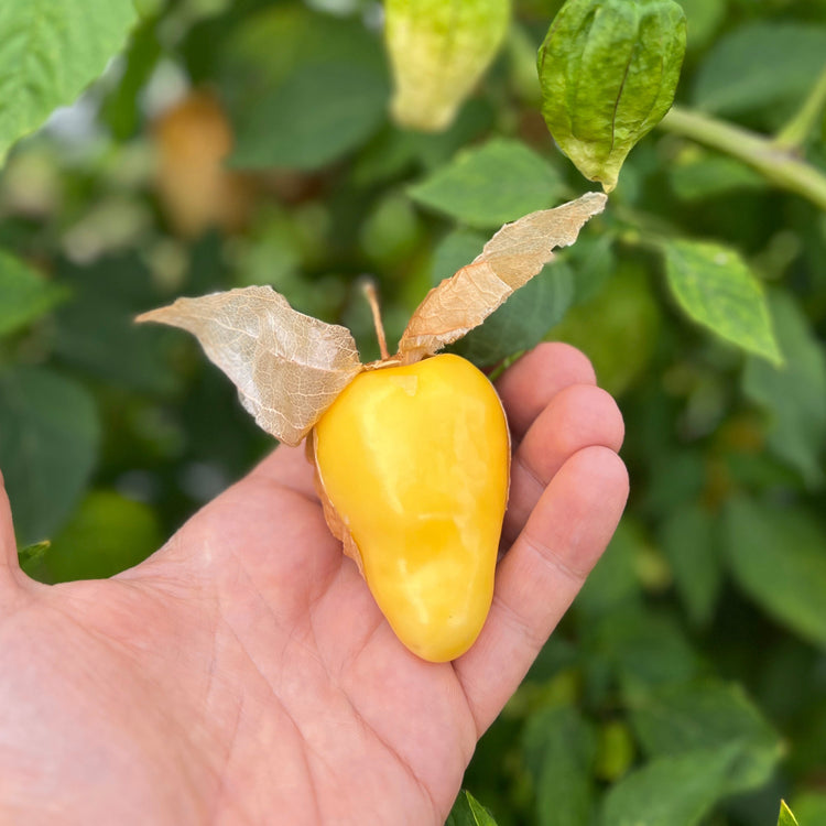 Physalis (Tomatillo) 'Gigantalis'-Jungpflanzen