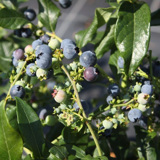 Blueberry 'Hortblue Petite' young plants