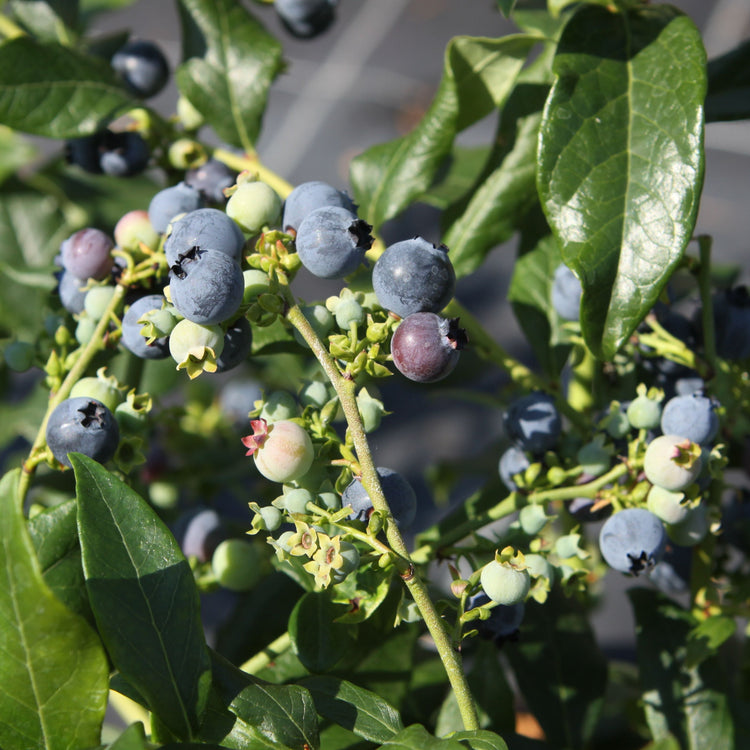 Heidelbeere 'Hortblue Petite'-Jungpflanzen