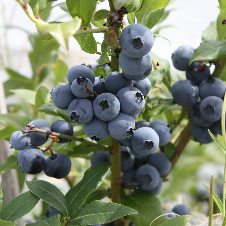 Heidelbeere 'Hortblue Petite'-Jungpflanzen