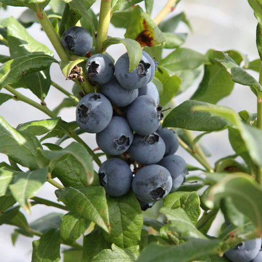 Blueberry 'Hortblue Petite' young plants