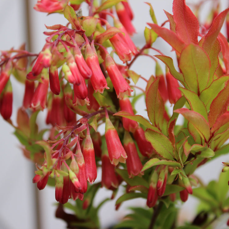 Heidelbeere 'Blautropf'®-Jungpflanzen