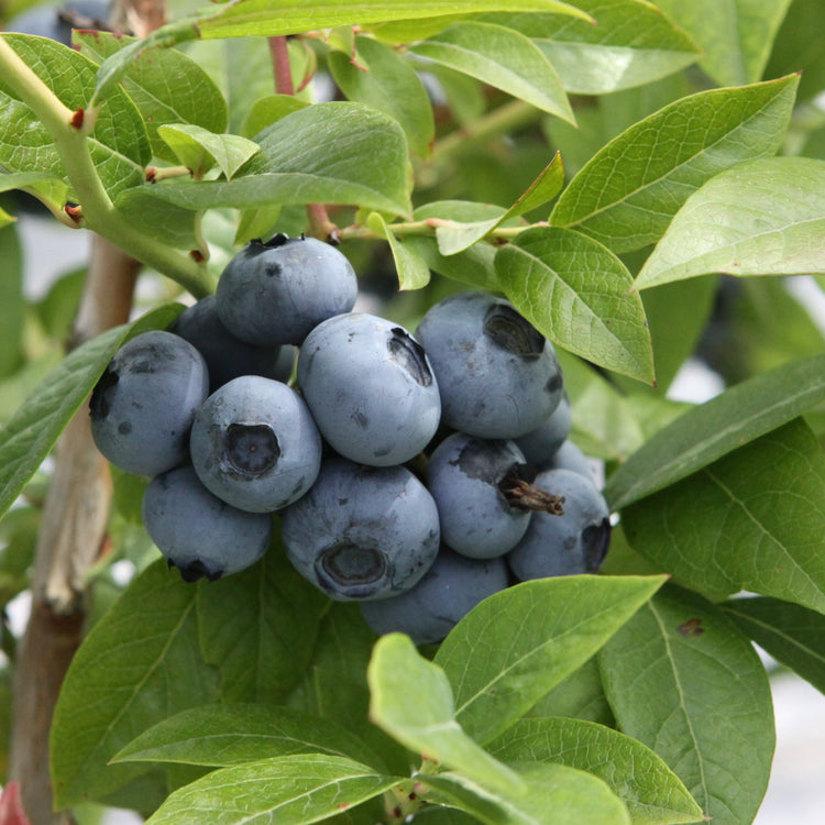 Heidelbeere 'Blueroma'®-Jungpflanzen