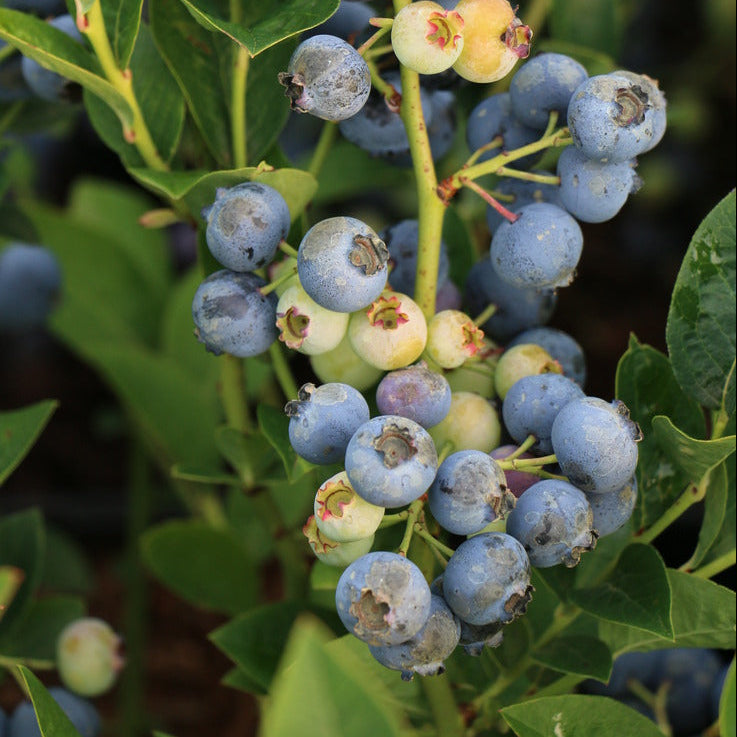 Blueberry 'Blues Brothers' young plants