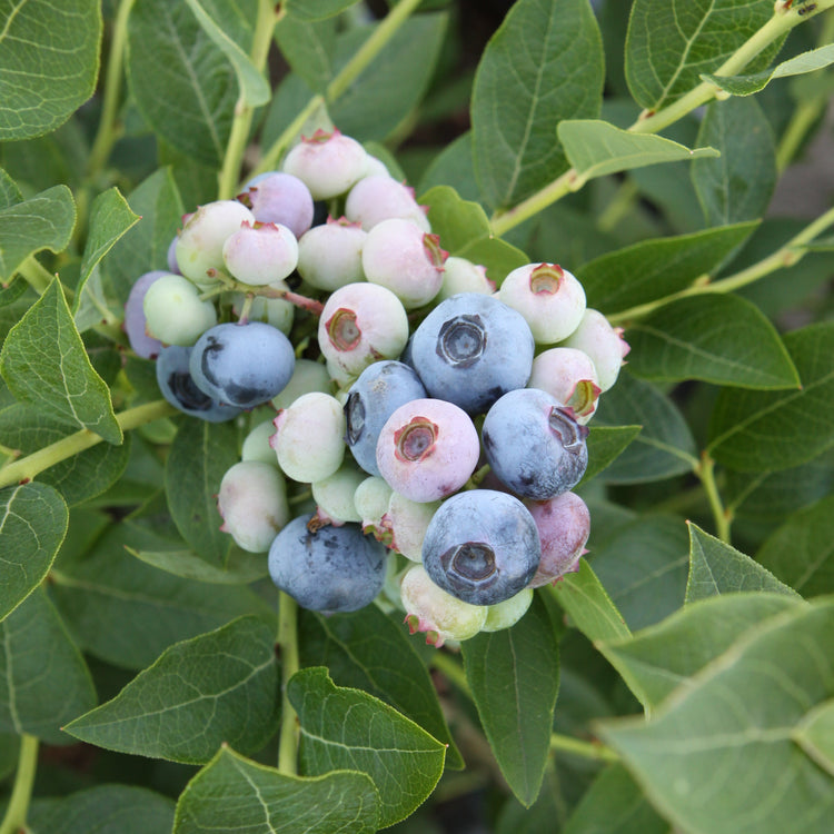 Heidelbeere 'Brigitta Blue'-Jungpflanzen
